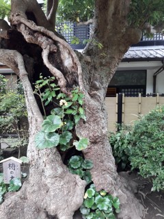 20161102_122954_zps1skkslb4